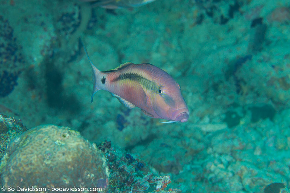 BD-130714-Maldives-0642-Parupeneus-macronemus-(Lacepède.-1801)-[Long-barbel-goatfish].jpg